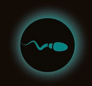 sperm cell